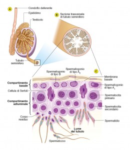 11 Edises Biologia Spermatogenesi